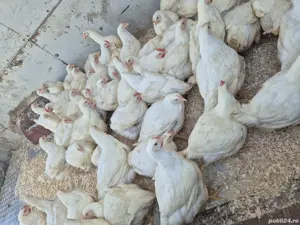 Porci Purcei  - imagine 3