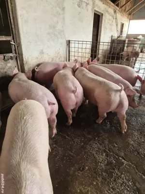 Porci Purcei  - imagine 2