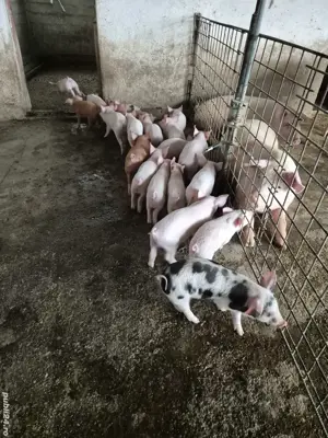 Porci Purcei  - imagine 4