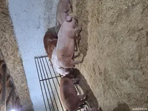 calitate extra - imagine 3