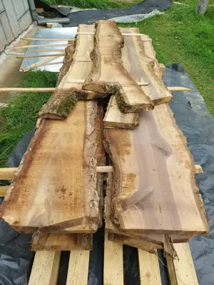 Cheresea - scandura nuc american Juglas Nigra (Black Wallnut)