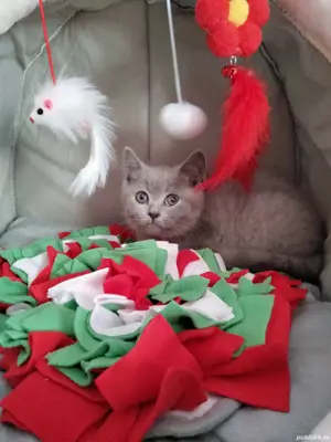 Fetiță British Shorthair Blue 