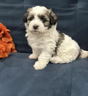 Fetița bichon havanez  - imagine 2