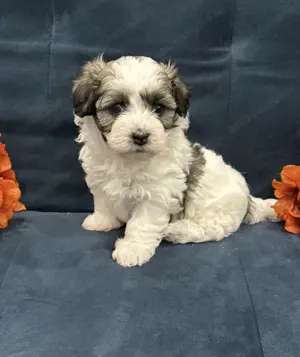 Fetița bichon havanez 