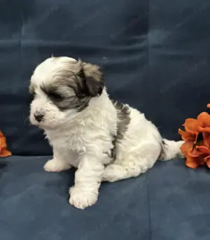 Fetița bichon havanez  - imagine 3