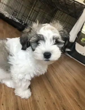 Bichon havanez fetița 