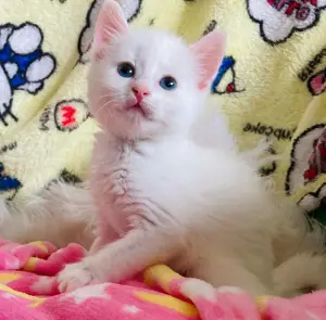 Angora turcească puiuti superbi - imagine 3
