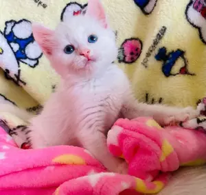 Angora turcească puiuti superbi