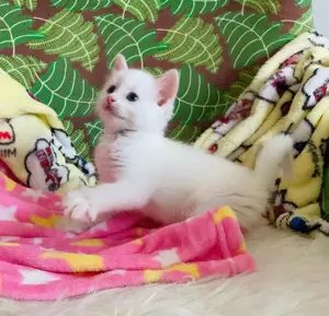 Angora turcească puiuti superbi - imagine 2
