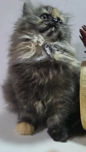 pui pisica persana - imagine 3