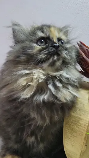 pui pisica persana - imagine 4