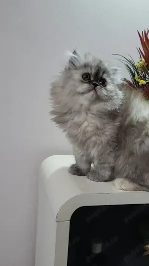 pui pisica persana - imagine 2