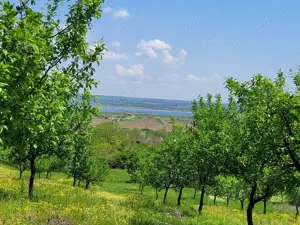 Livada de pruni, intravilan 