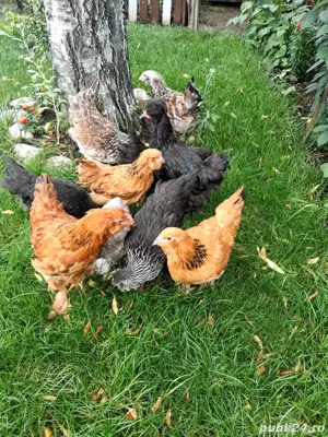 Gaini Brahma, Pereche Cochinchina talie mare alb si bobat - imagine 2