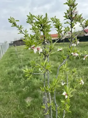 TEREN  casa 13 km de Gaesti - imagine 2