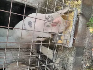 Vând porci de țară crescuți natural  - imagine 4