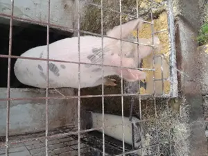 Vând porci de țară crescuți natural  - imagine 2