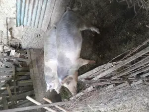 Vând porci de țară crescuți natural  - imagine 3