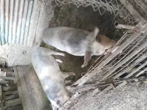 Vând porci de țară crescuți natural  - imagine 5