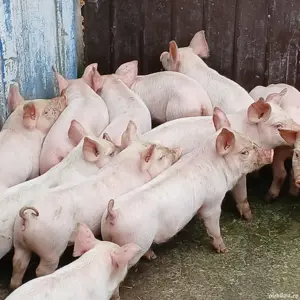 purcei pik decare  - imagine 2 purcei pik decare  - imagine 2