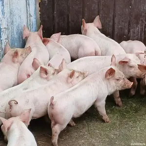 purcei pik decare  - imagine 3 purcei pik decare  - imagine 3