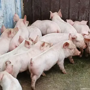 purcei pik decare  - imagine 4 purcei pik decare  - imagine 4