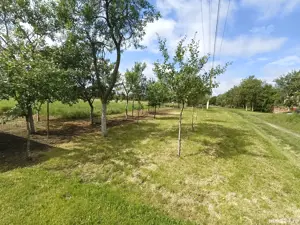 Vând grădină în localitatea Drăgoiești Timiș