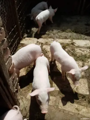 Vind purcei și porci mari 