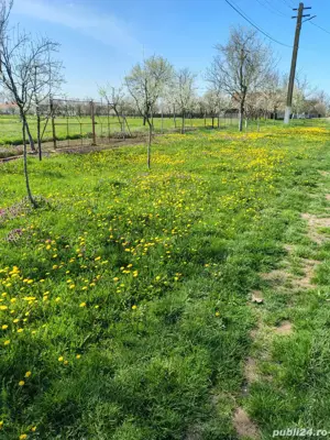 Vând grădină în localitatea Drăgoiești Timiș - imagine 2