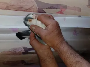 Porumbei voiajori și gălățeni