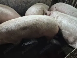 Porci 100-180kg de tăiat  - imagine 2