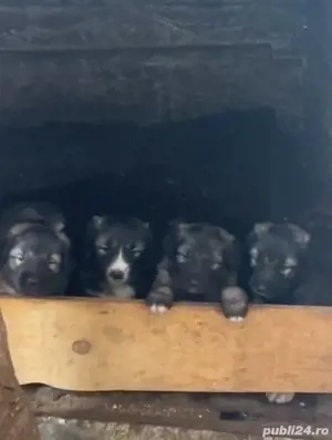 Ciobănesc Românesc Carpatin