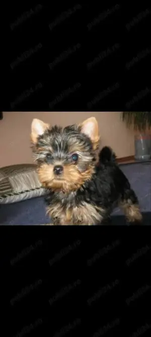 Yorkshire mini toy transport gratuit 