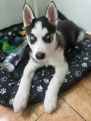 Cățel Husky Siberian, rasă pură