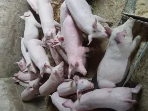 Purcei de carne  - imagine 3