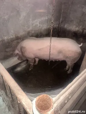 Vand scroafa cu 7 purcei pietrean - imagine 2