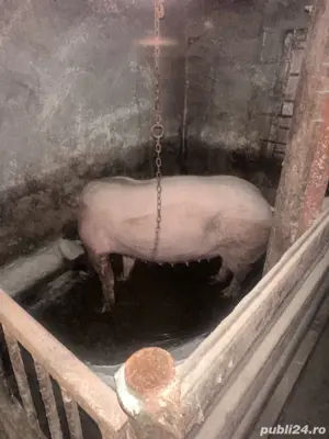 Vand scroafa cu 7 purcei pietrean