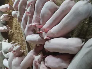 Purcei de carne  - imagine 2