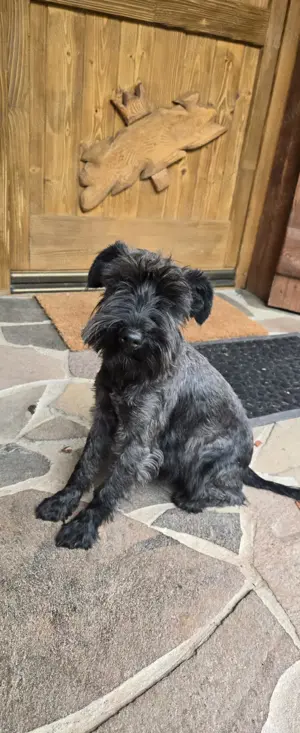 Vand  Schnautzer  pitic - femela  - imagine 5