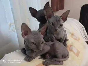 Pui pisica sphynx    sfinx   sphinx