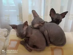 Pui pisica sphynx    sfinx   sphinx - imagine 2