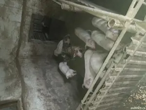 De vânzare pietreni 8 masculi2 luni 650lei