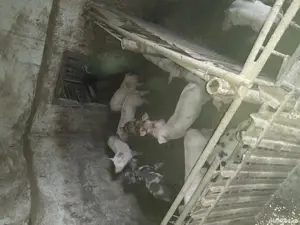 8 băieți pietreni sănătoși și mâncăcioși au 2 luni - imagine 2