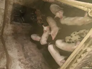 8 băieți pietreni sănătoși și mâncăcioși au 2 luni