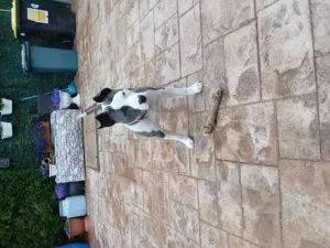 Vind  femela american bully