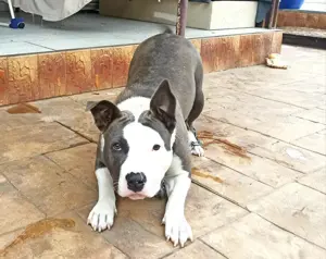 Vind  femela american bully - imagine 2