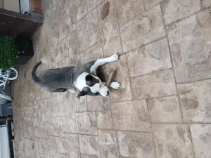 Vind  femela american bully - imagine 4