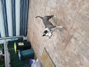 Vind  femela american bully - imagine 5