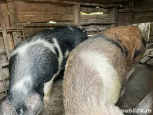 Vand Porci - imagine 5