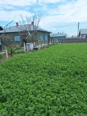 Casă 4 camere, curte 1680 mp - sat Lunca, com. C.A. Rosetti, jud Buzău - imagine 3